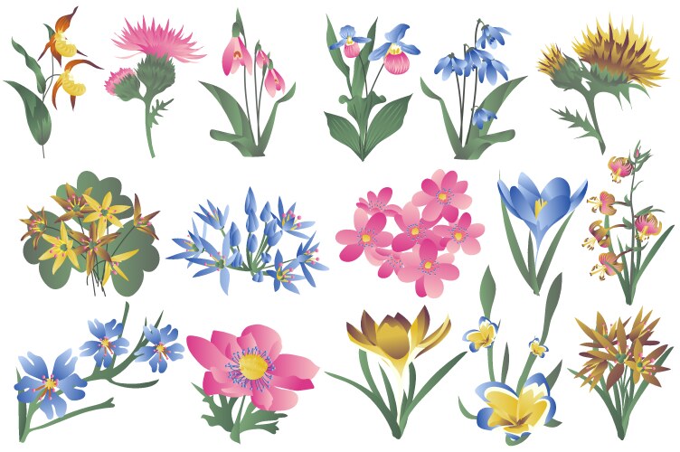 Blooming Spring Flowers & Wildflowers Vector Image