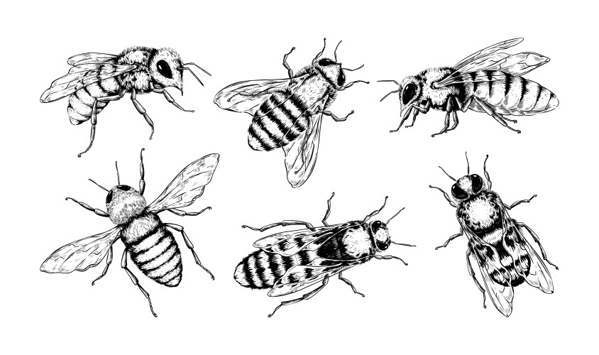Honeybee Sketch - Black & White Insect Vector Image