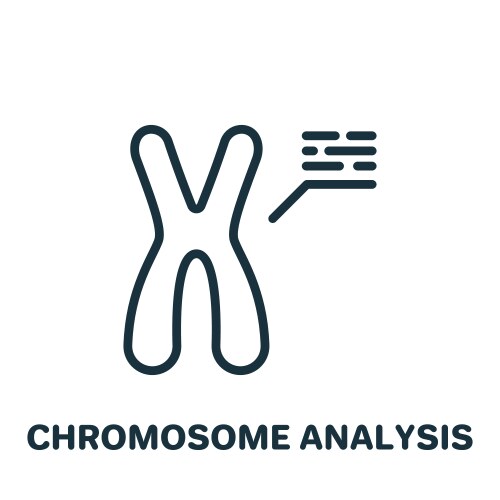 chromosome analysis line icon x and y vector image