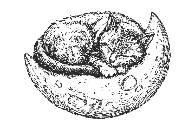 Sleeping Kitten on Crescent Moon Vector Image