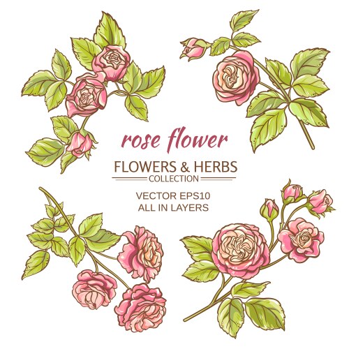 Set of watercolor floral design elements roses Vector Image