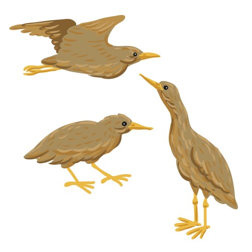 Bittern bird Vector Images & Graphics for Commercial Use | VectorStock