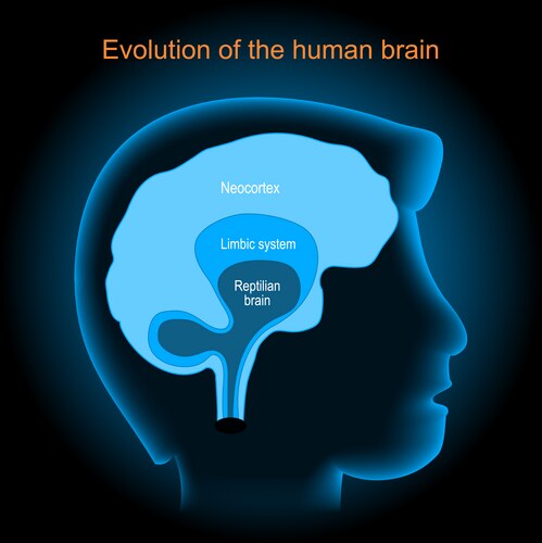 Brain Evolution: Reptilian & Neocortex – Royalty-Free Vector | VectorStock