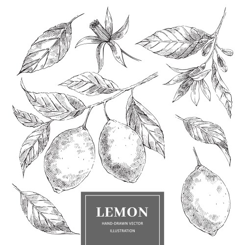 Hand drawn lime or lemon set whole Royalty Free Vector Image