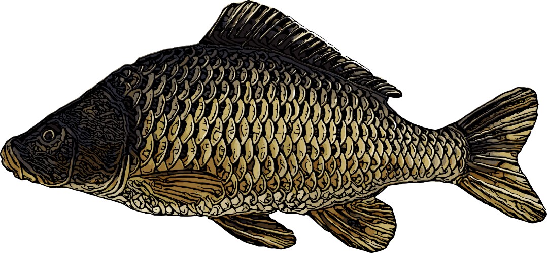 Carp Vector Images (over 12,000)