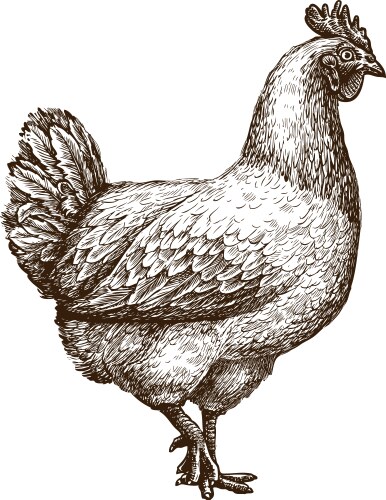 Detailed Chicken Sketch - Farm Concept Vector Image