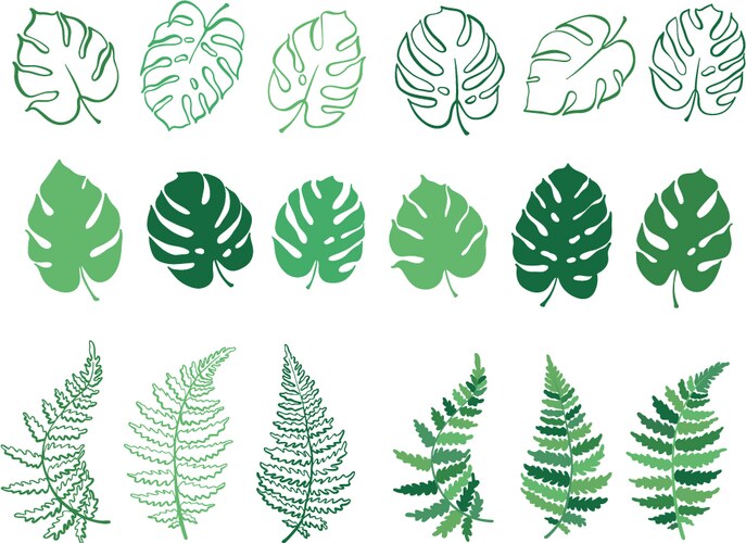 Fern and monstera leaves Vector Image