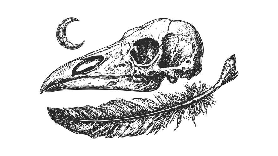 Crow Skull with Feather and Crescent Moon Vector Image
