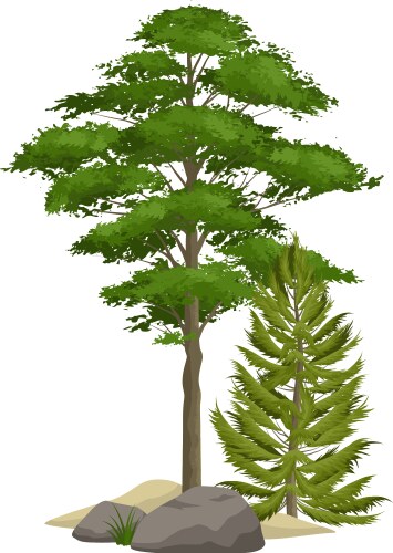 Realistic pine trees set Royalty Free Vector Image