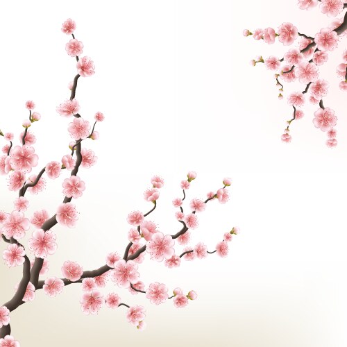 Sakura Blossom Branch Vector Image