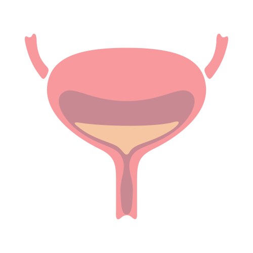 bladder internal organ human body vector image