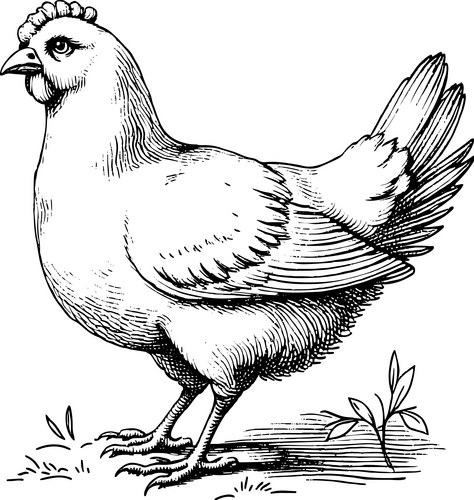 Detailed Black & White Hen Sketch Vector Image
