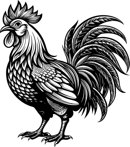 Detailed rooster silhouette - black and white Vector Image