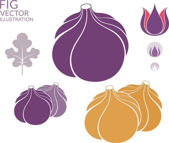 Fig Botanical Line Art – Royalty-Free Vector | VectorStock