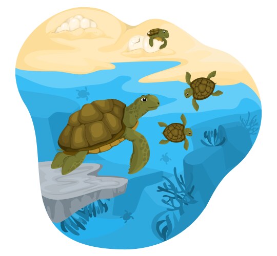 Turtle life cycle composition Royalty Free Vector Image