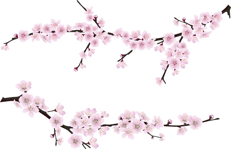Sakura in bloom set three branches and flowers Vector Image