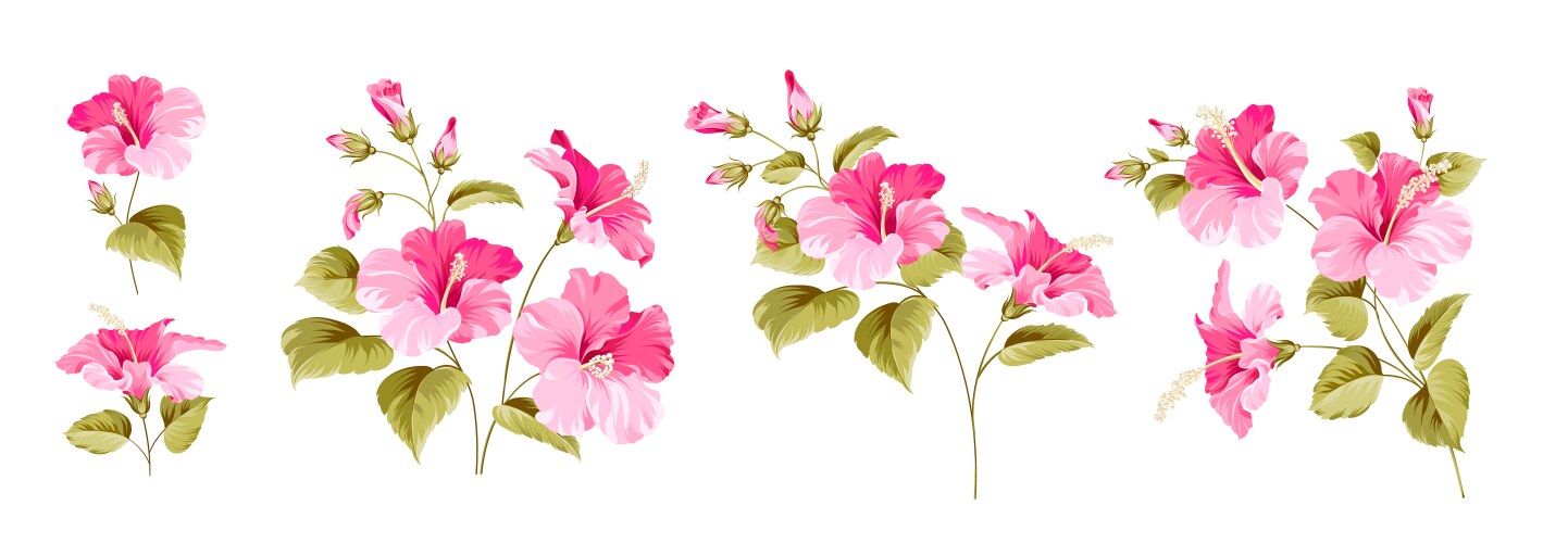 Set of different hibiscus on white background vector image