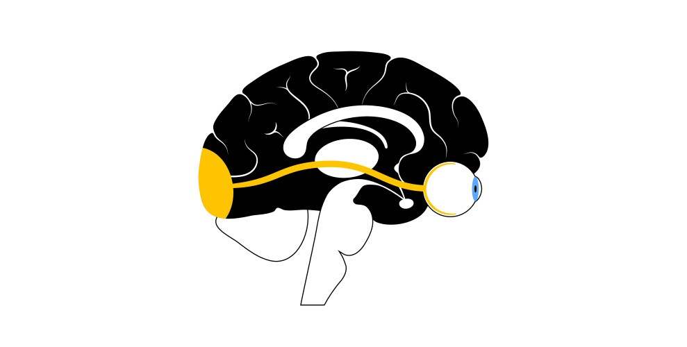 Optic nerve anatomy Royalty Free Vector Image Biology Diagrams