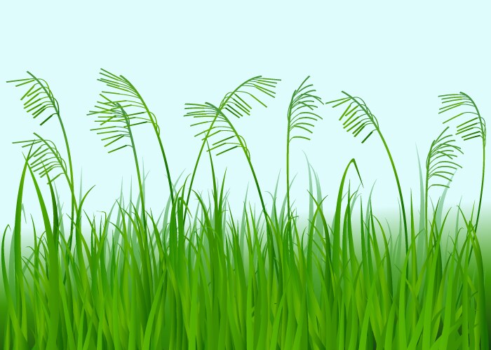 Grass Royalty Free Vector Image - VectorStock