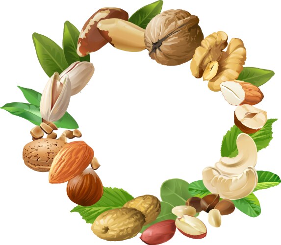 nuts vector image vector image