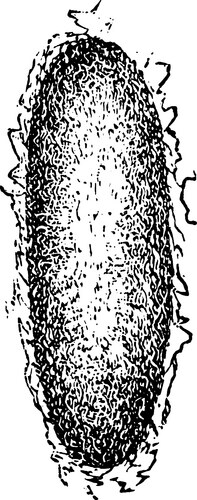 Tent caterpillar cocoon vintage Vector Image