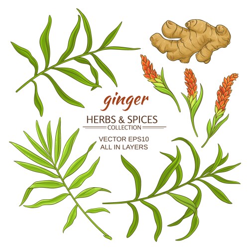 Red ginger flower Royalty Free Vector Image - VectorStock
