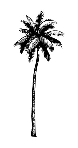 Coconut palm tree icon simple style Royalty Free Vector