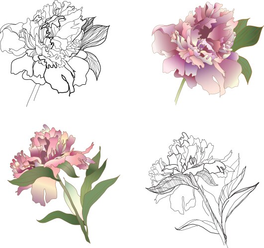 Peonies set Royalty Free Vector Image - VectorStock