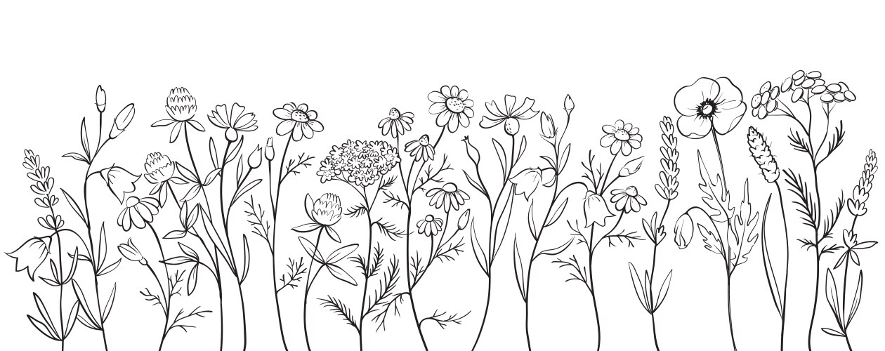 Wildflower Sketch - Floral Meadow Vector Image