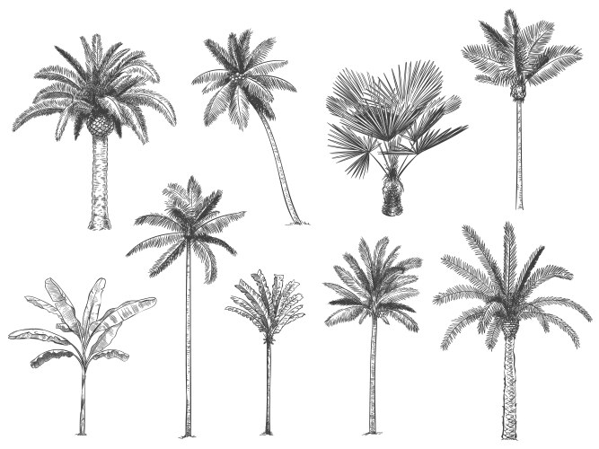 Hand Drawn Tropical Palm Trees Vector Image