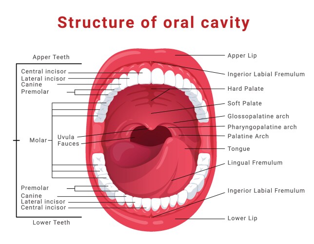 oral cavity structure infographic medical scheme vector