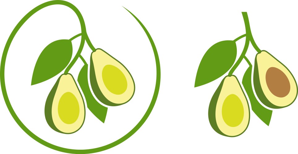 avocado vector image