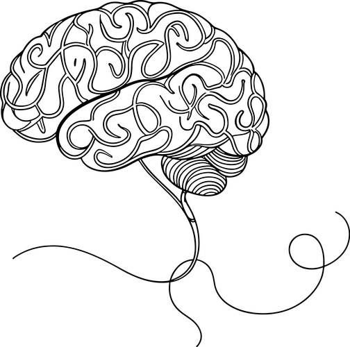 Human Brain Line Art - Cerebellum & Spinal Cord Vector Image