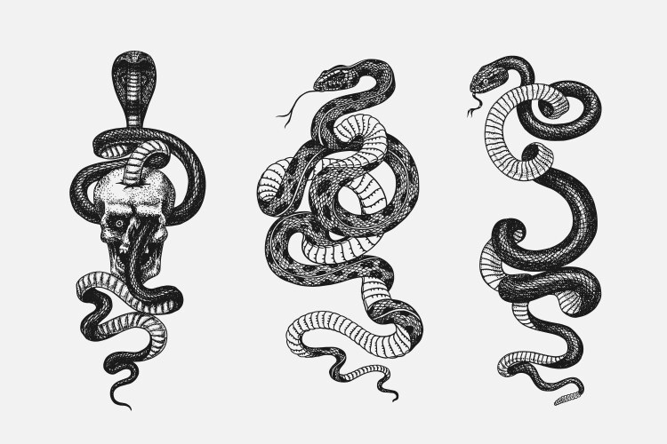 set of snakes pythonidae or python boinae vector image