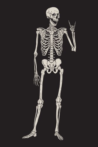 Human skeleton posing isolated over black Vector Image