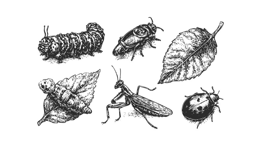 Detailed Ink Insect Sketches Vector Image