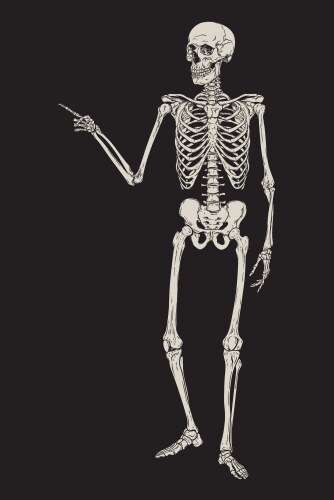 Human skeletons posing isolated over black Vector Image