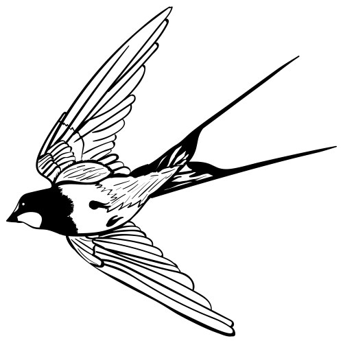 Flying Swallow Silhouette Vector Image