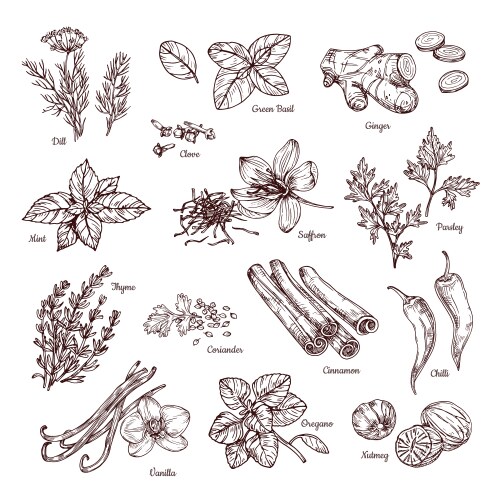 Spices & Herbs Collection - Ginger, Chilli, Vanill Vector Image