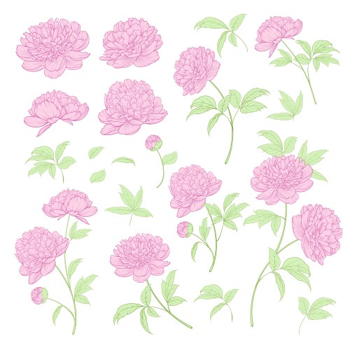 Set of peony flowers elements Royalty Free Vector Image