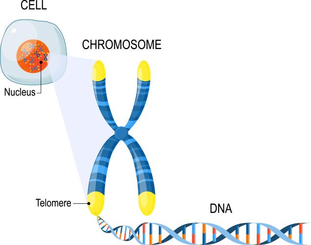 Telomere Royalty Free Vector Image Vectorstock