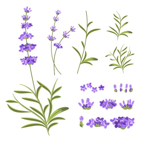 Lavender flowers elements botanical Royalty Free Vector