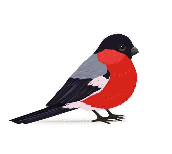 Winter bullfinch bird vector image