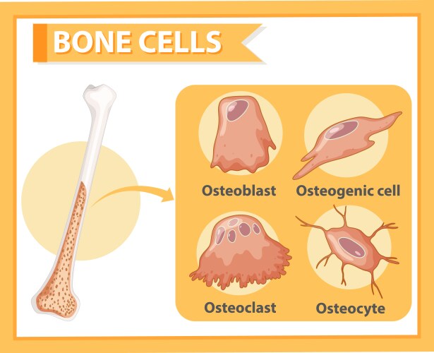 Human bone cells anatomy Royalty Free Vector Image