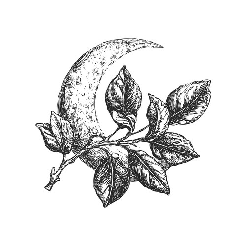 Crescent Moon with Branch and Leaves Vector Image