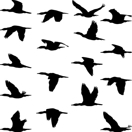 Cormorant Silhouettes - Flight Vector Image