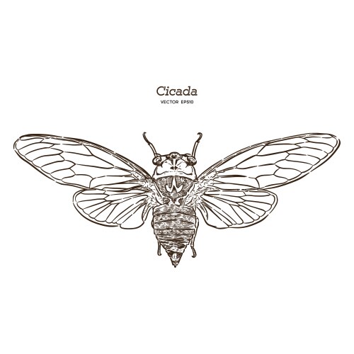 Hand-Drawn Cicada Sketch Vector Image