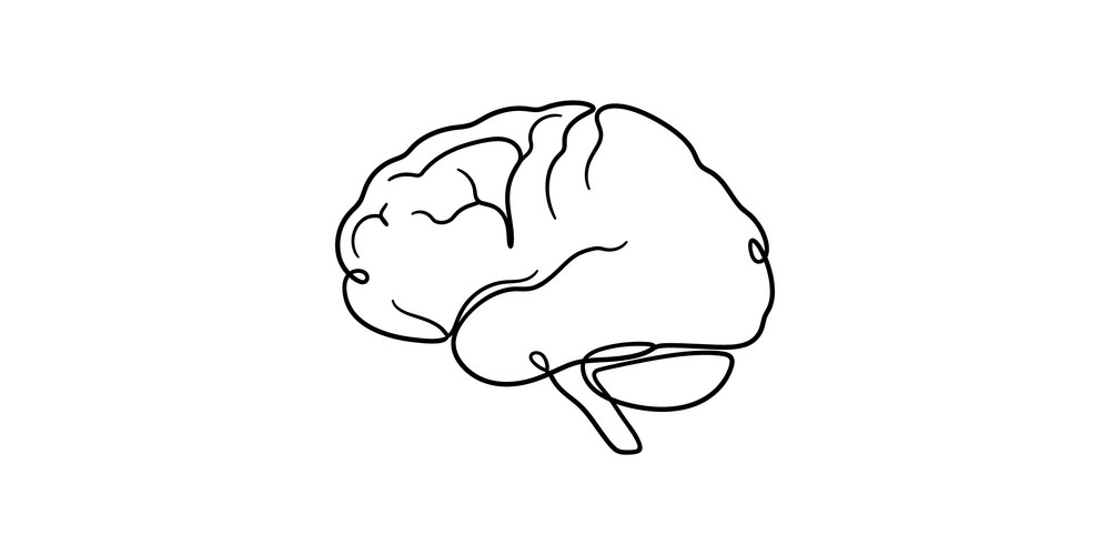 Human Brain Outline Vector Image