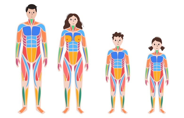 Muscle Rigidity Vector Muscle Strain Grading System – Royalty-Free Vector | VectorStock