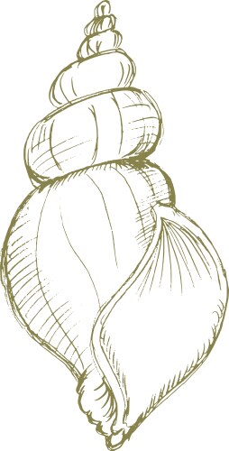 Hand Drawn Seashell Sketch Vector Image